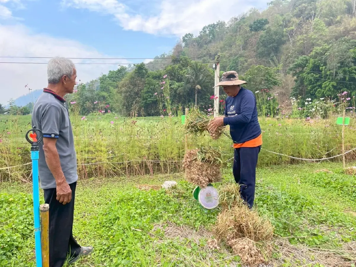 แม่ฮ่องสอนโมเดล ยกระดับกระเทียม  สู่สินค้าเกษตรมูลค่าสูง