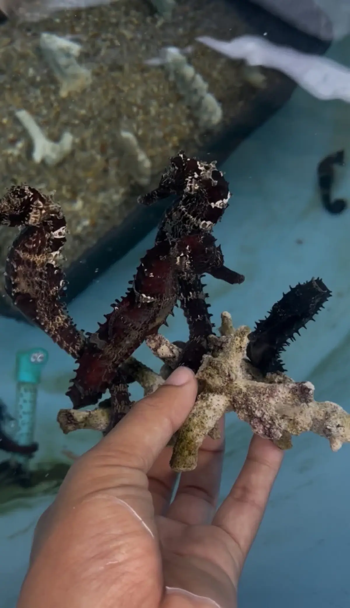 กรมประมง หนุนเพาะ ‘ม้าน้ำ’ขึ้นแท่นสัตว์เศรษฐกิจ รองรับส่งออก