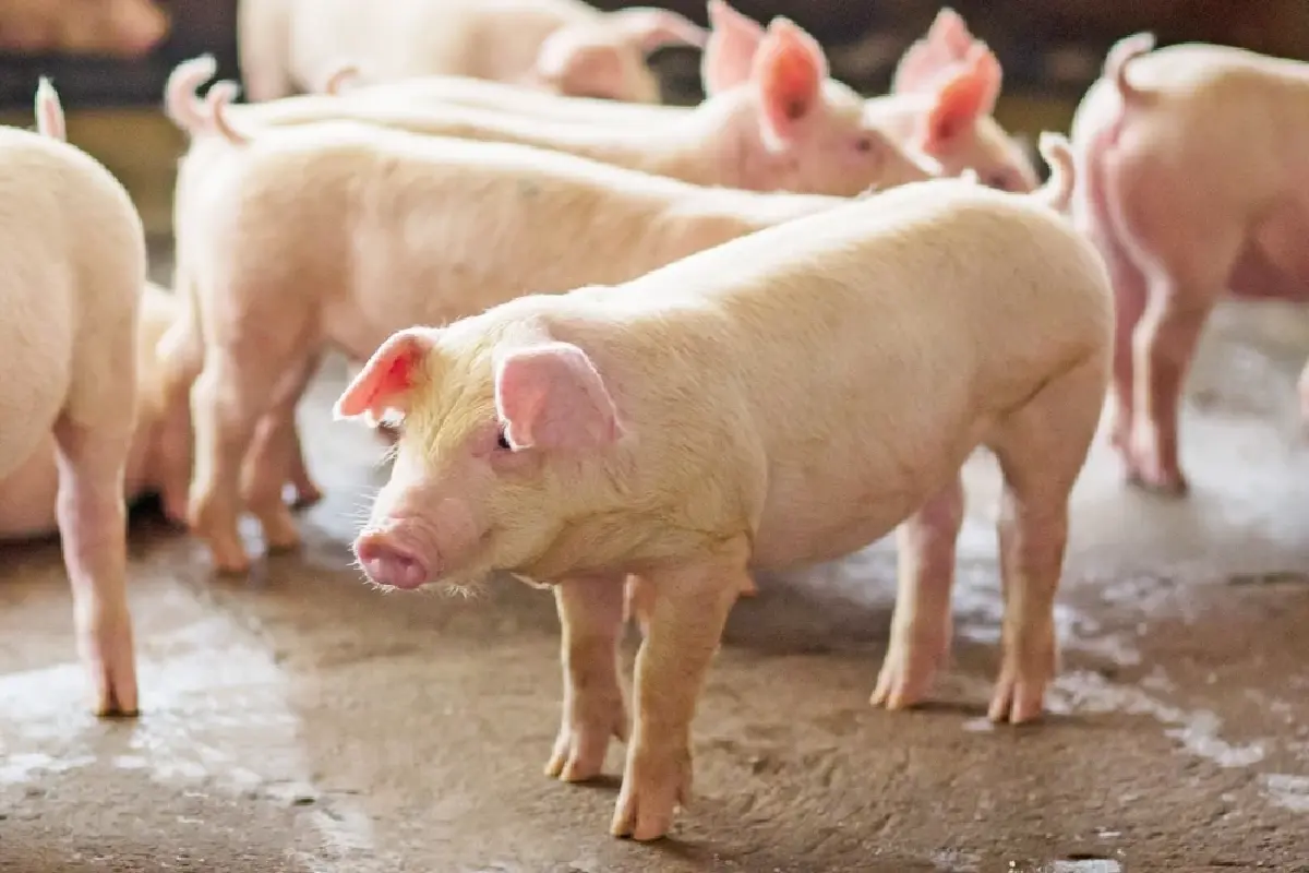 อย่าเข้าใจผิด  เนื้อหมูกินได้ ไม่มีแอนแทรกซ์  แนะปรุงสุกทุกเมนู