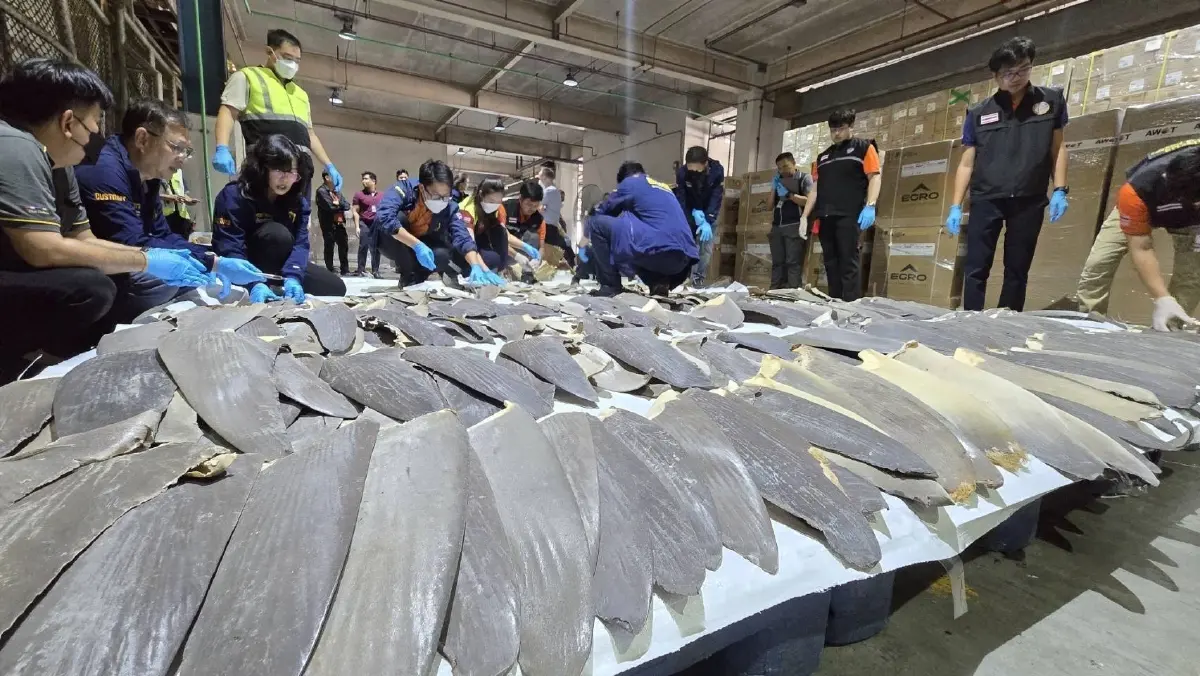 ศุลกากร ตรวจยึด "ครีบปลาฉลาม" ลอบเข้าไทย 402 ชิ้น มูลค่ากว่า 2 ล้าน