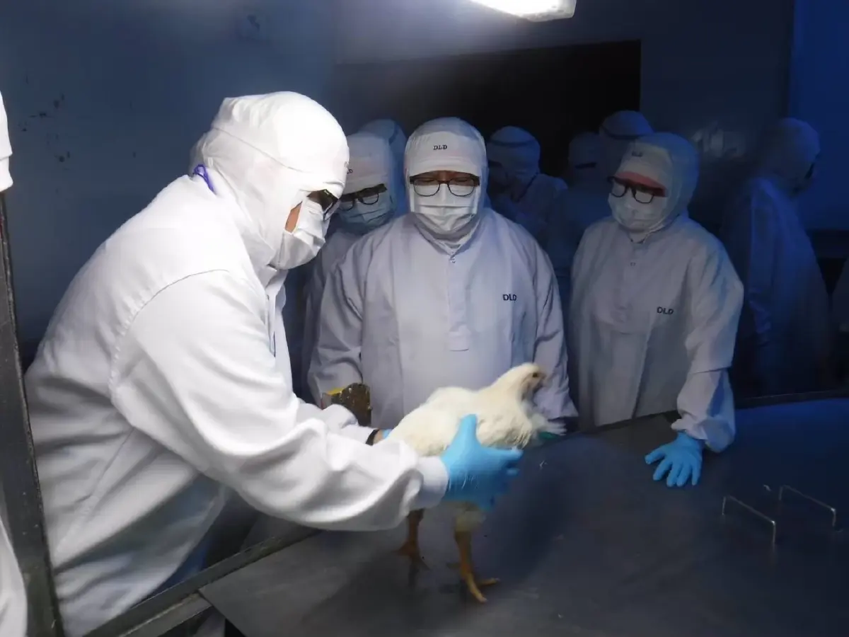 ปศุสัตว์  ลุ้นส่งออกไก่พุ่ง หลังบราซิลเจอหวัดนก ย้ำเข้มแผนป้อง