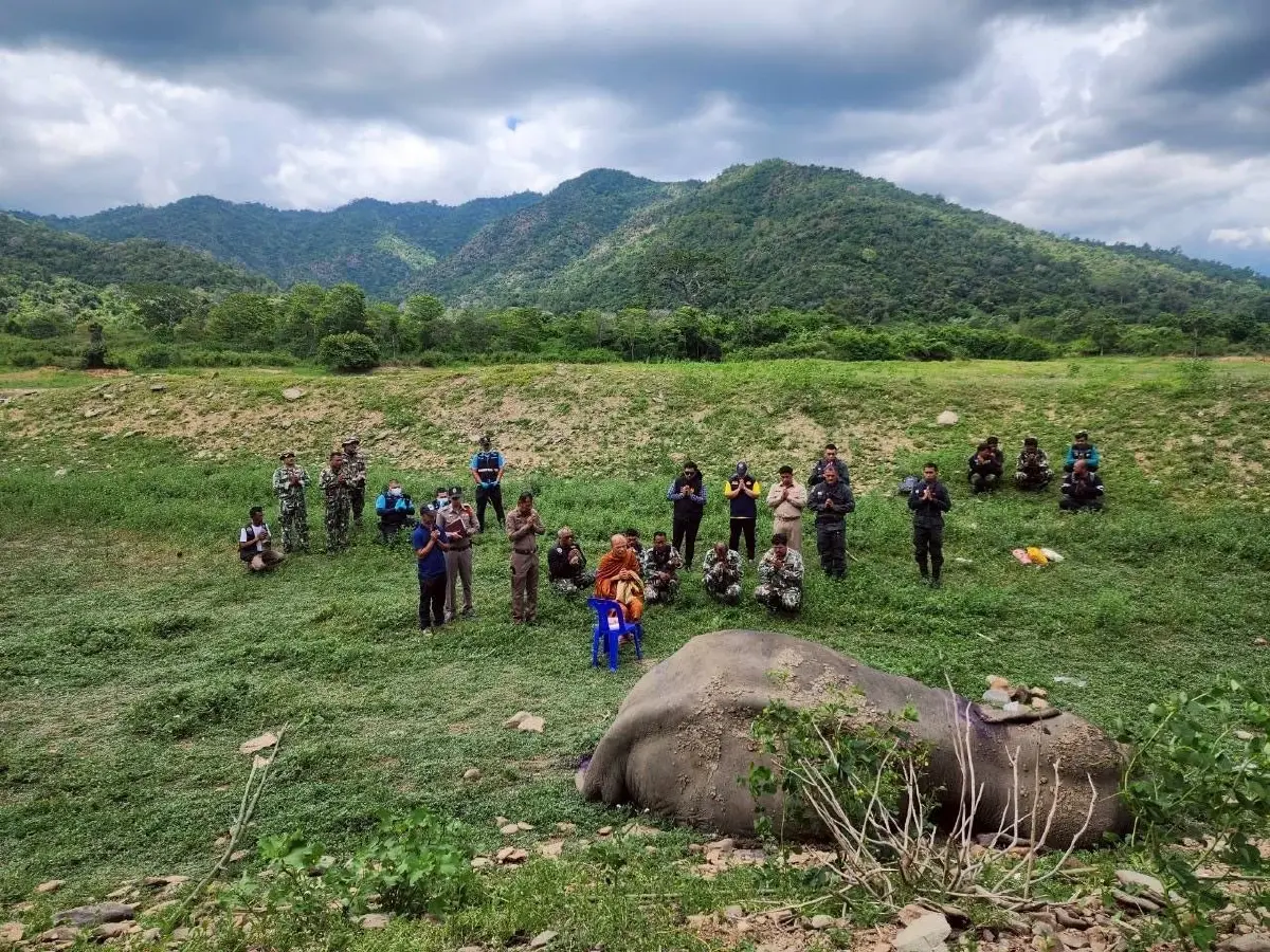 เศร้า! ช้างป่ากุยบุรีขาเจ็บล้มแล้ว ชันสูตรพบกระสุนฝังในหลายจุด