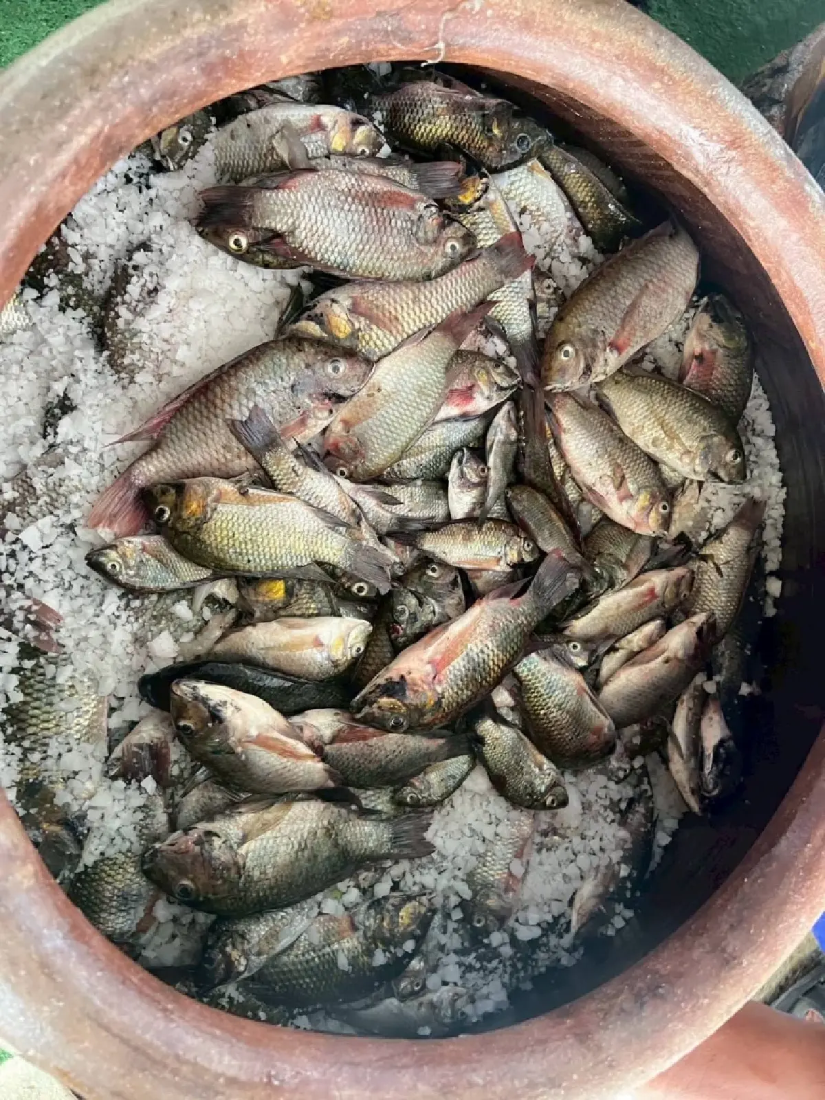 ประมงสมุทรปราการ ร่วม ราชทัณฑ์ แปรรูปน้ำปลา จากปลาหมอคางดำ