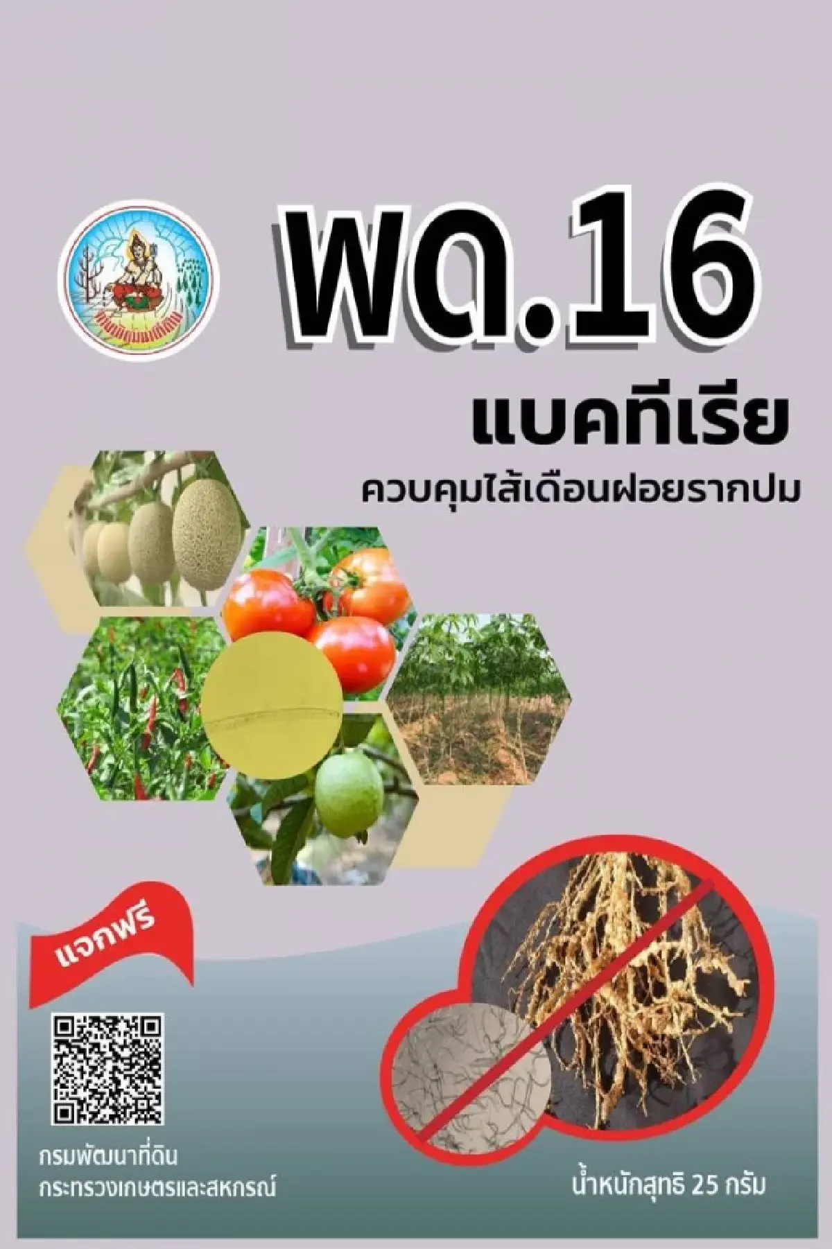 พด.16 จุลินทรีย์ ตัวช่วยใหม่ สู้ไส้เดือนฝอยรากปม ในพืชเศรษฐกิจ