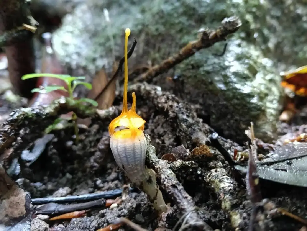 ค้นพบพิศวงตะรุเตา ดอกแรกของปี 2568 บนเกาะอาดัง พืชหายาก ต้องดู