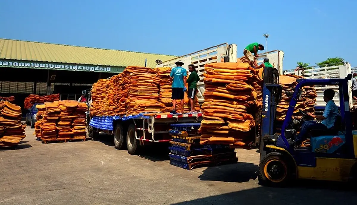 กยท.เบรกชาวสวนเปิดหน้ากรีดยาง ปี68 ป้องราคาตกจากนโยบายทรัมป์