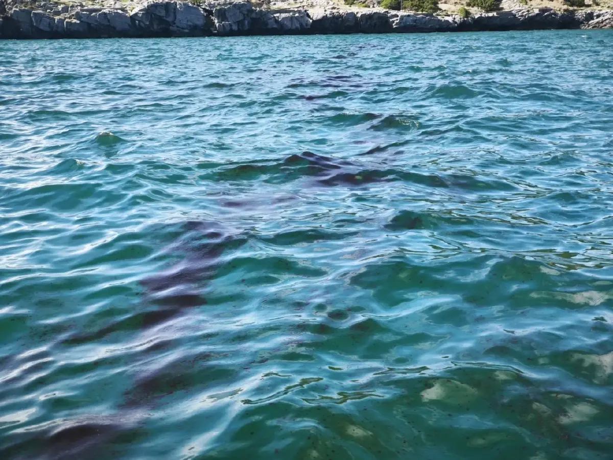 วิกฤตน้ำมันเรือรั่วเกาะสีชัง ห้ามจับสัตว์น้ำมากิน ไม่ลงเล่นน้ำ