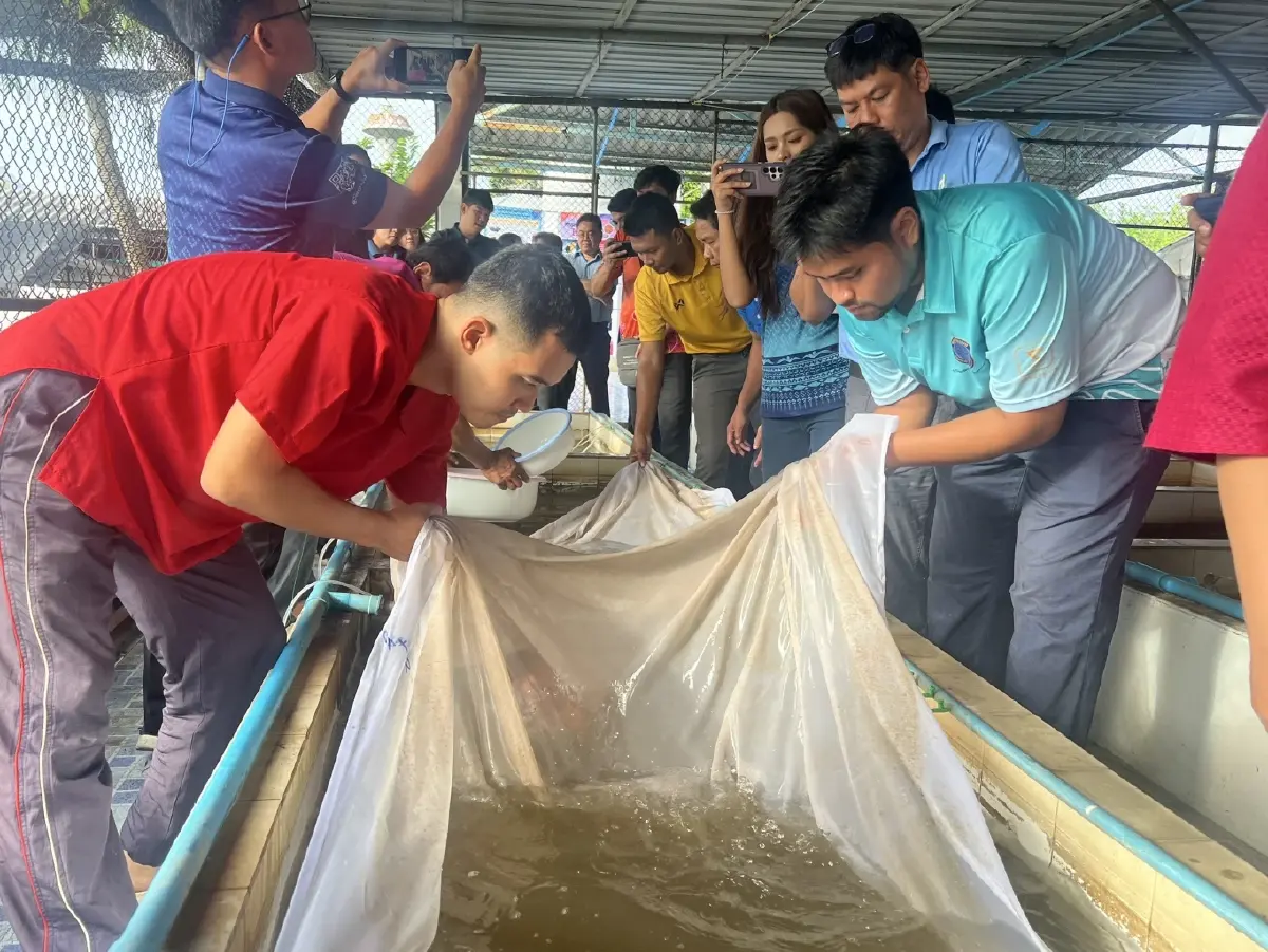 กรมประมง ปั้น ‘ปลาชะโอน’ดาวรุ่งสัตว์น้ำจืดเศรษฐกิจชนิดใหม่