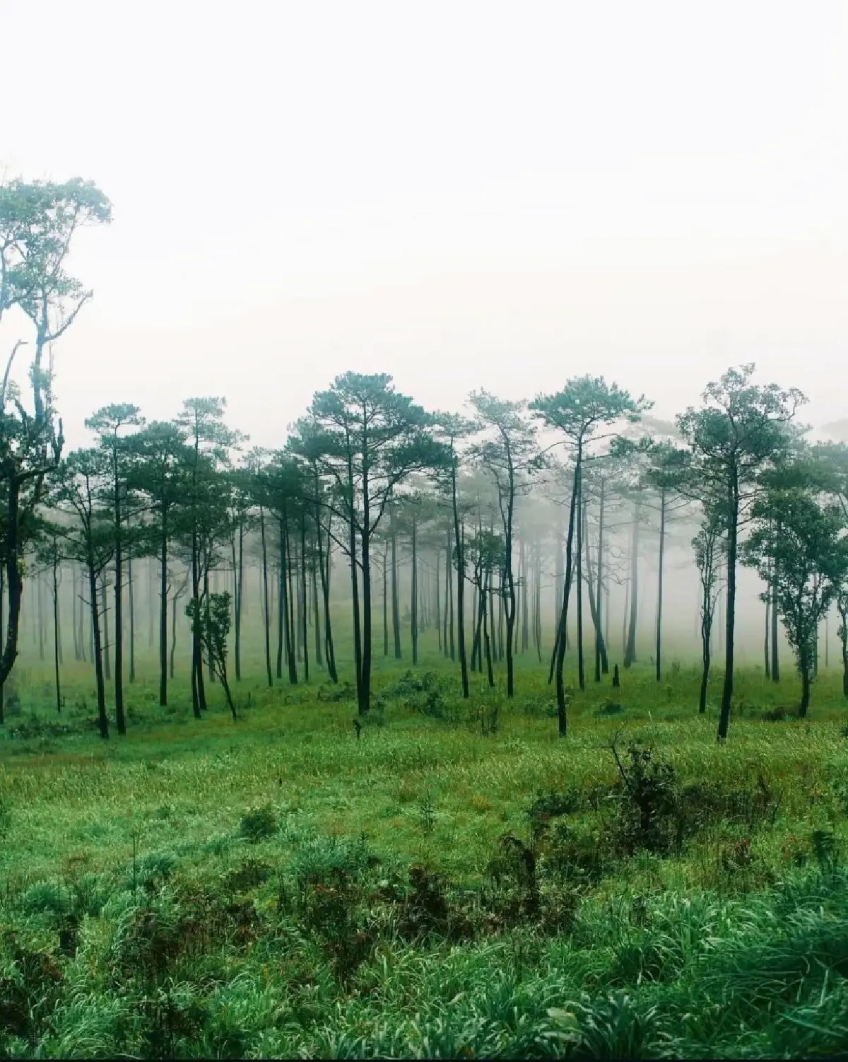 ‘ภูสอยดาว’ พร้อมเปิดให้เดินป่า ท่องเที่ยวลานสน ประจำปี 2568