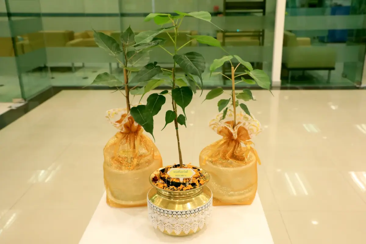 เปิดพิกัด พระศรีมหาโพธิทศมราชบพิตร ต้นโพธิ์แห่งพระราชศรัทธาพระพุทธศาสนา