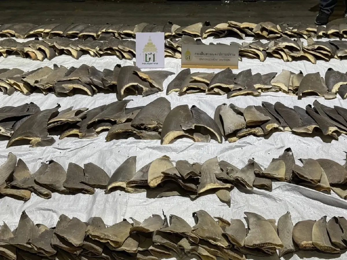 ศุลกากร ตรวจยึด "ครีบปลาฉลาม" ลอบเข้าไทย 402 ชิ้น มูลค่ากว่า 2 ล้าน