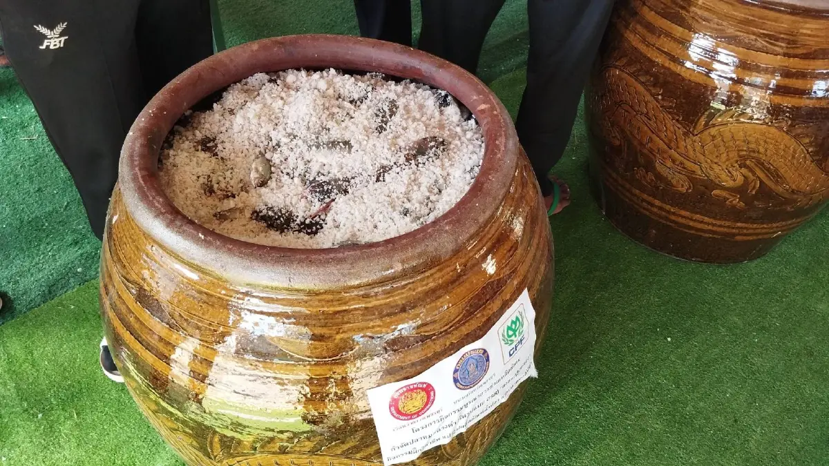 จบเส้นทางปลาหมอคางดำ เอเลี่ยนสปีชีส์ สู่น้ำปลาดีคู่ครัวไทย