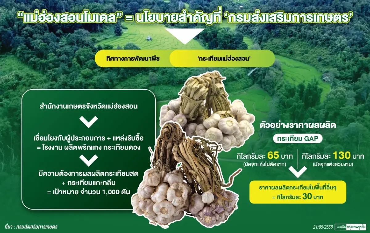 แม่ฮ่องสอนโมเดล ยกระดับกระเทียม  สู่สินค้าเกษตรมูลค่าสูง
