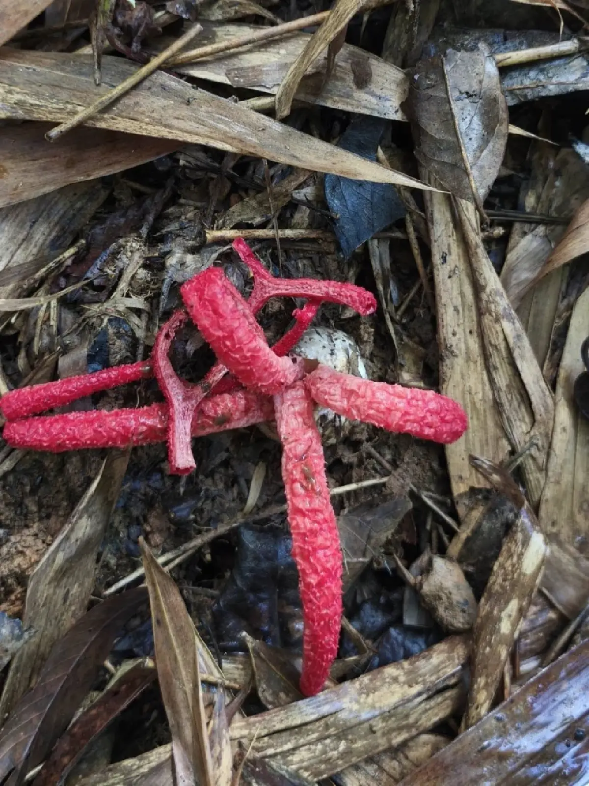 หาชมยาก เห็ดนิ้วปีศาจ เห็ดแปลกแห่งป่าแก่งกระจาน กลิ่นสุดสะพรึง