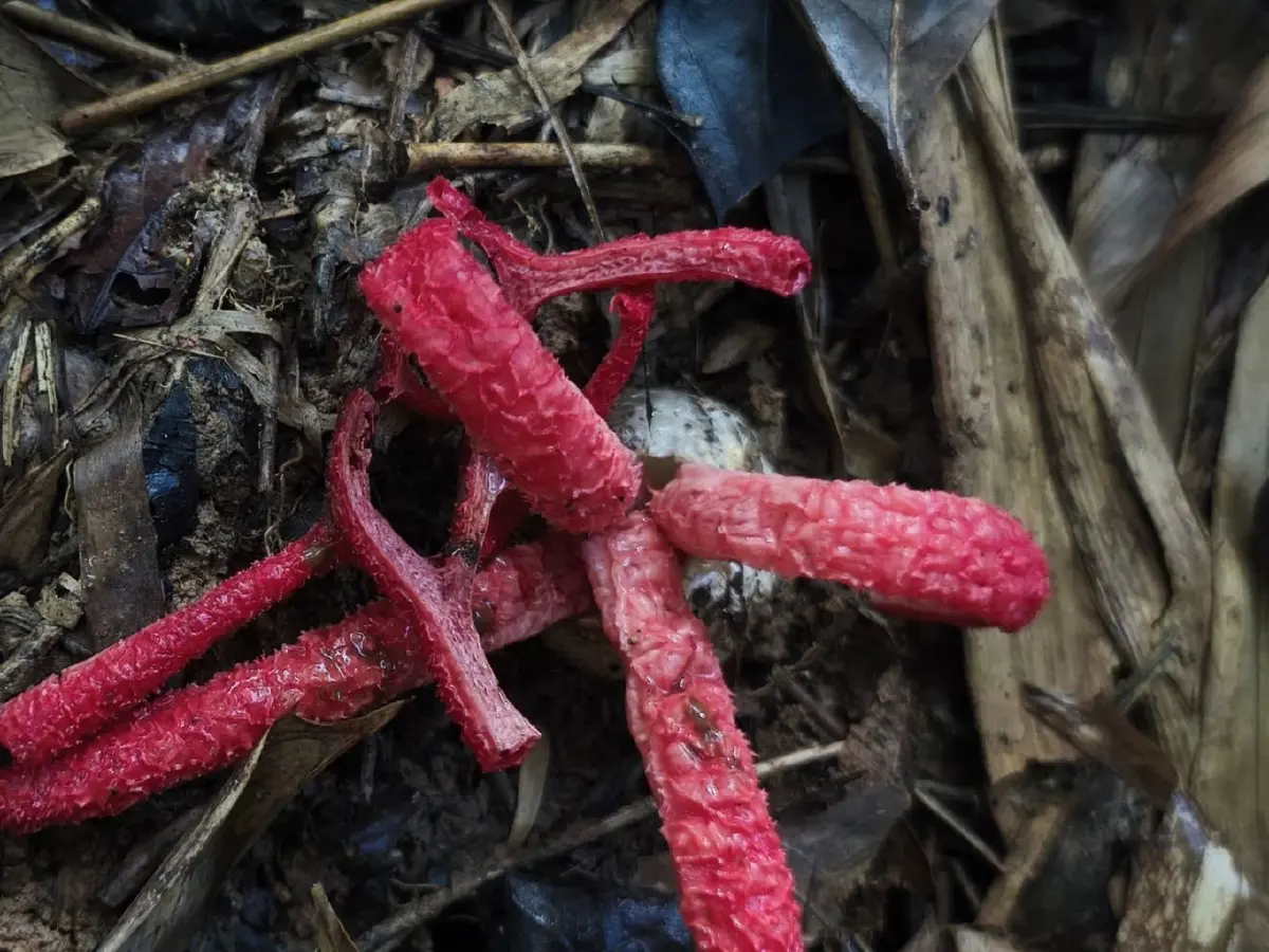 หาชมยาก เห็ดนิ้วปีศาจ เห็ดแปลกแห่งป่าแก่งกระจาน กลิ่นสุดสะพรึง