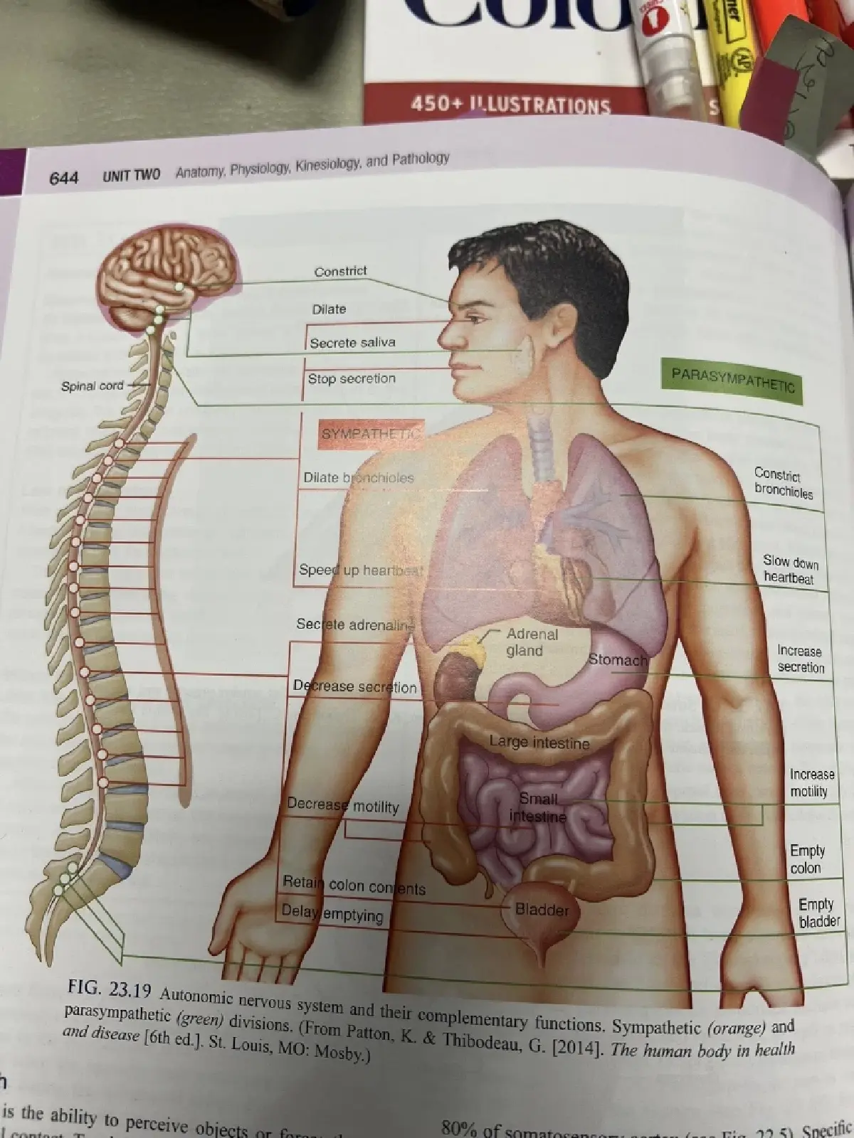 โรงเรียนอันดามัน สอนนวดไทยที่ 'แคลิฟอร์เนีย' จบได้ไลเซ่นรายได้เดือนเฉียดแสน