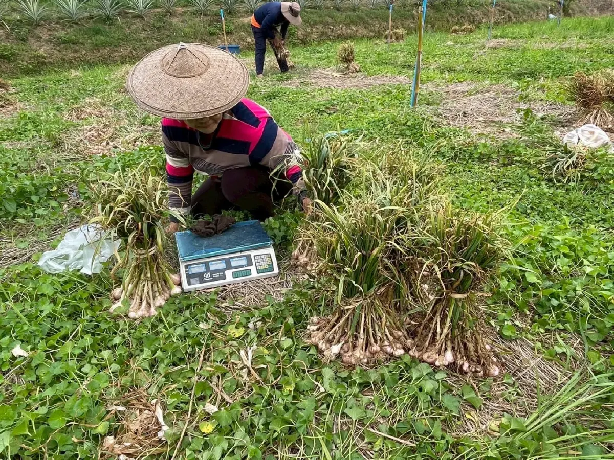 แม่ฮ่องสอนโมเดล ยกระดับกระเทียม  สู่สินค้าเกษตรมูลค่าสูง