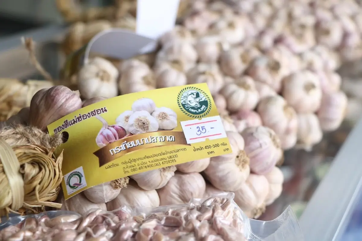 แม่ฮ่องสอนโมเดล ยกระดับกระเทียม  สู่สินค้าเกษตรมูลค่าสูง