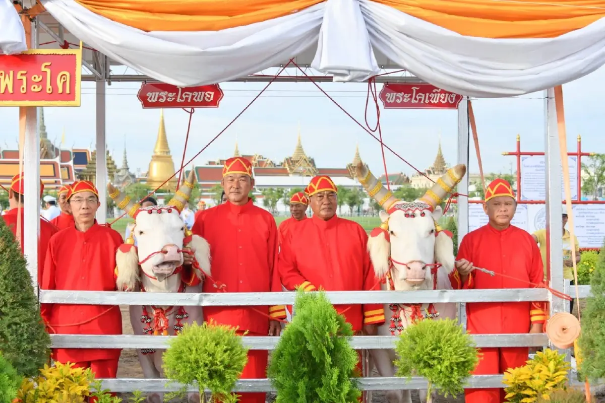 พิธีพืชมงคล 68 เสี่ยงทาย ปริมาณน้ำพอดี อุดมสมบูรณ์ค้าขายดี