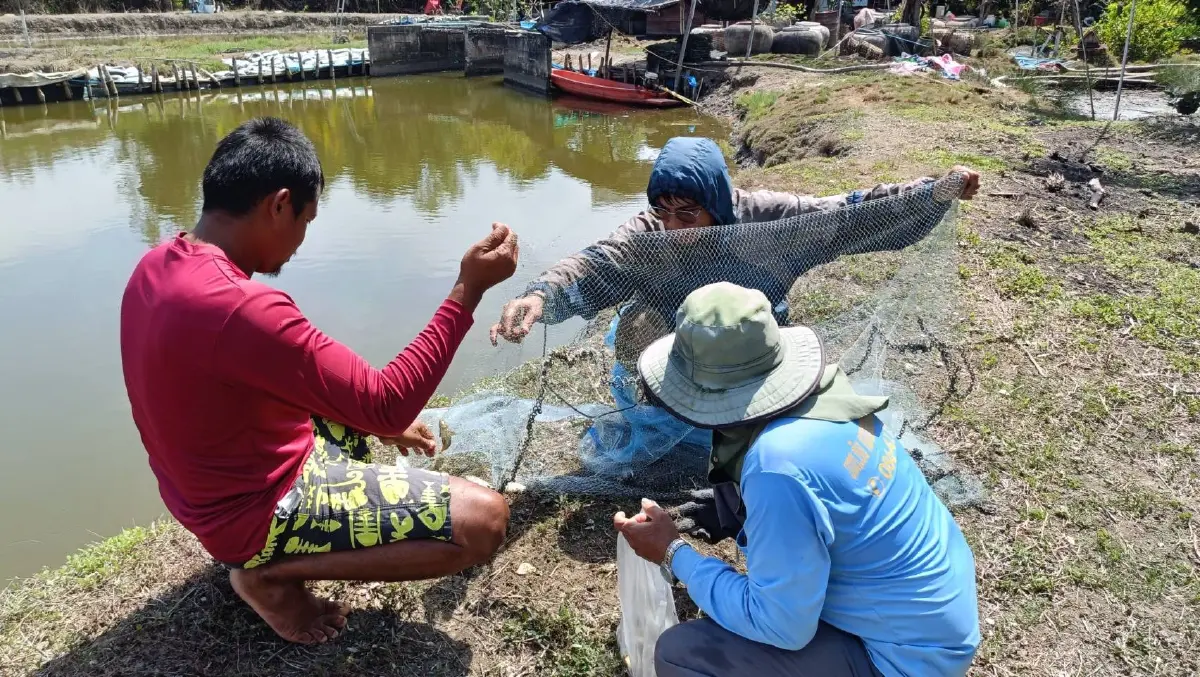 ประมงสมุทรสงคราม รุกจับปลาหมอคางดำ ปูพรมลงแขกทุกเดือน