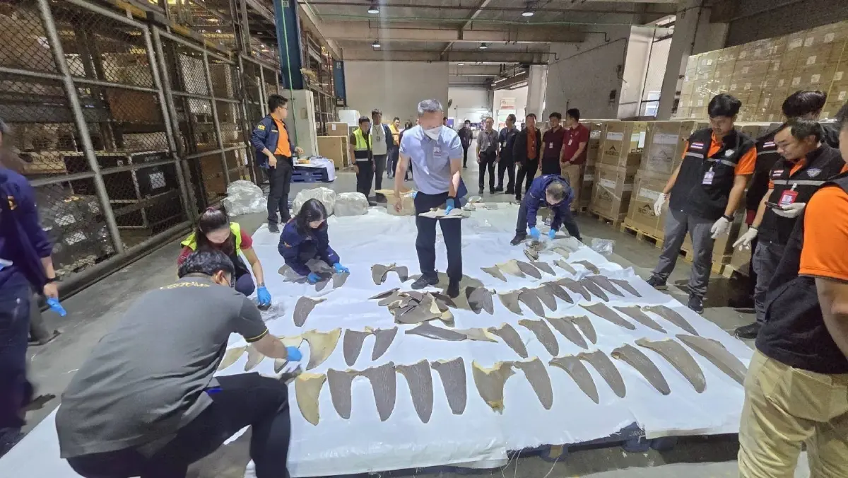 ศุลกากร ตรวจยึด "ครีบปลาฉลาม" ลอบเข้าไทย 402 ชิ้น มูลค่ากว่า 2 ล้าน