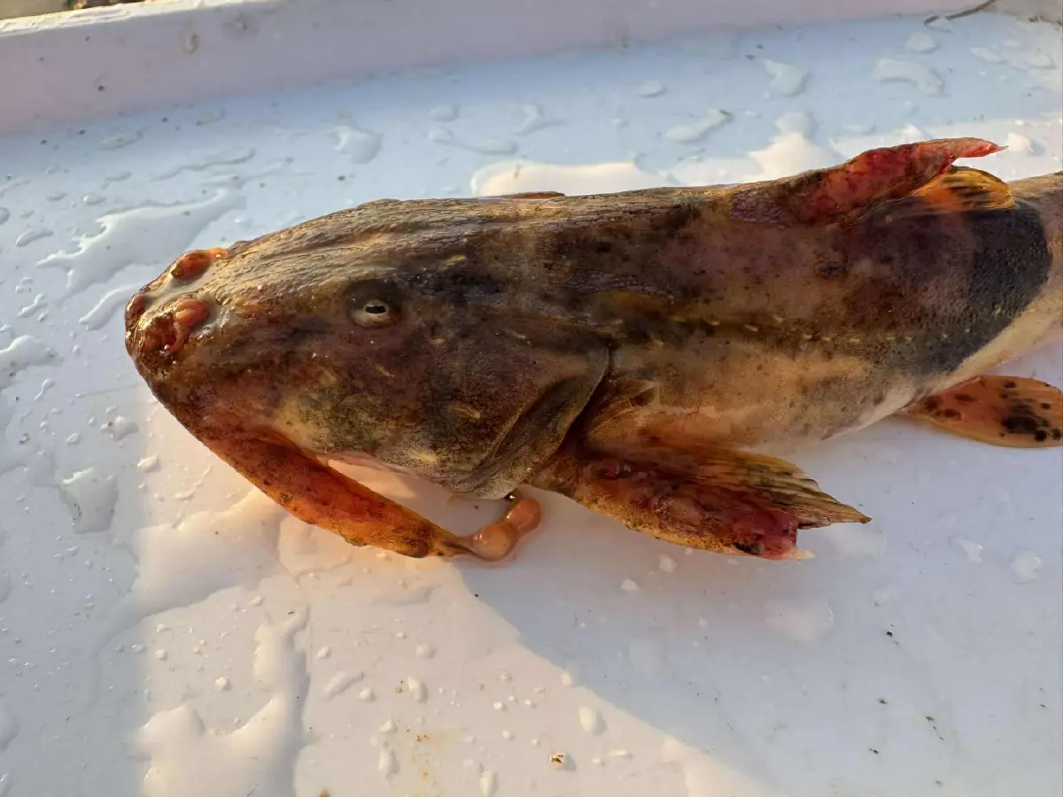 แร่ Rare Earth จากเหมืองเถื่อนเมียนมา สู่วิกฤติสายน้ำพิษ ที่คนไทยต้องแบกรับ