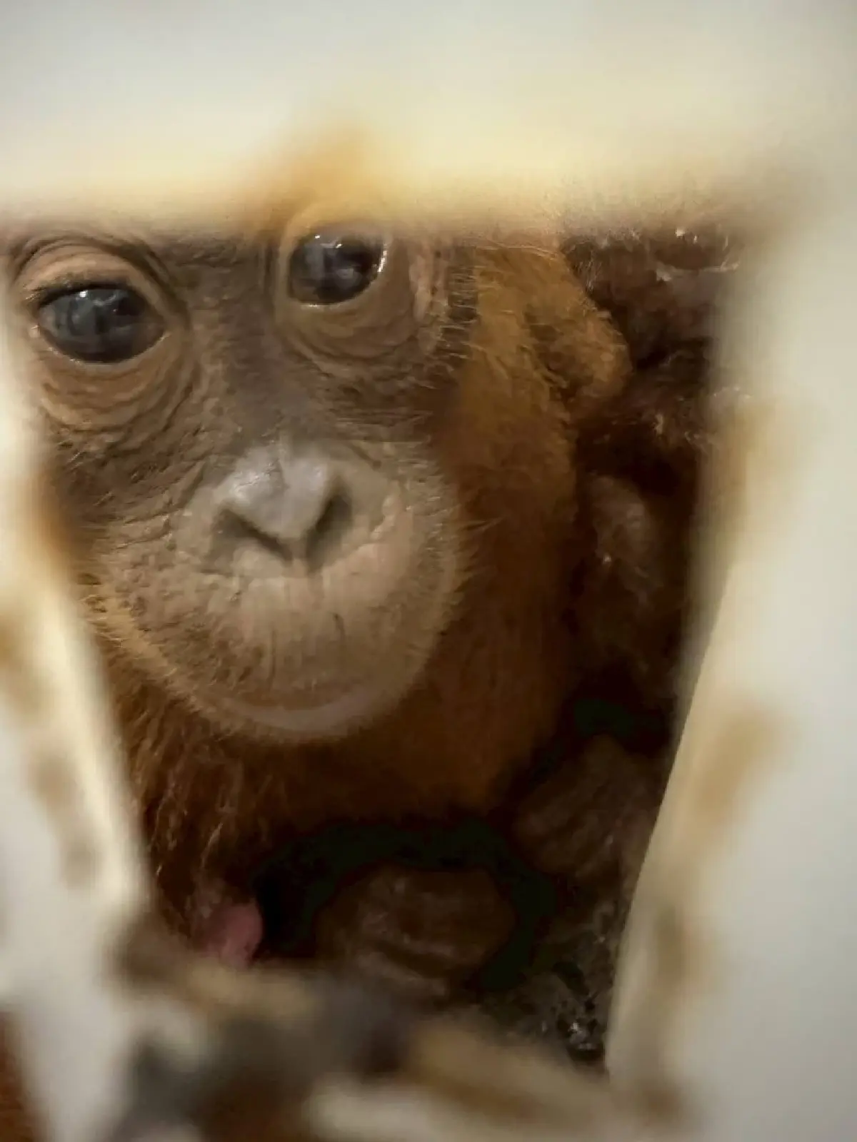 จับกลางกรุง ขบวนการค้าสัตว์ป่า ยึด ลิงอุรังอุตัง มูลค่ากว่า 2 แสน