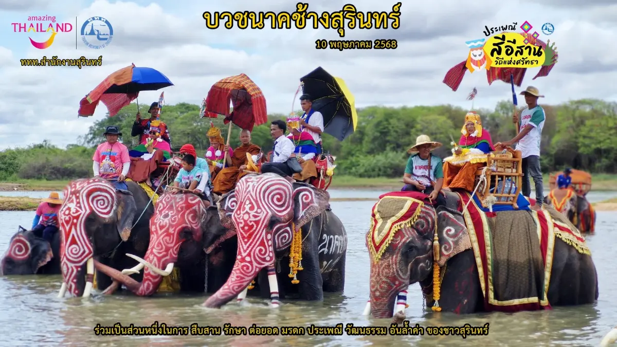 หนึ่งปีมีครั้ง 'ประเพณีบวชนาคช้าง' จ.สุรินทร์ วันที่ 10 พ.ค. 68