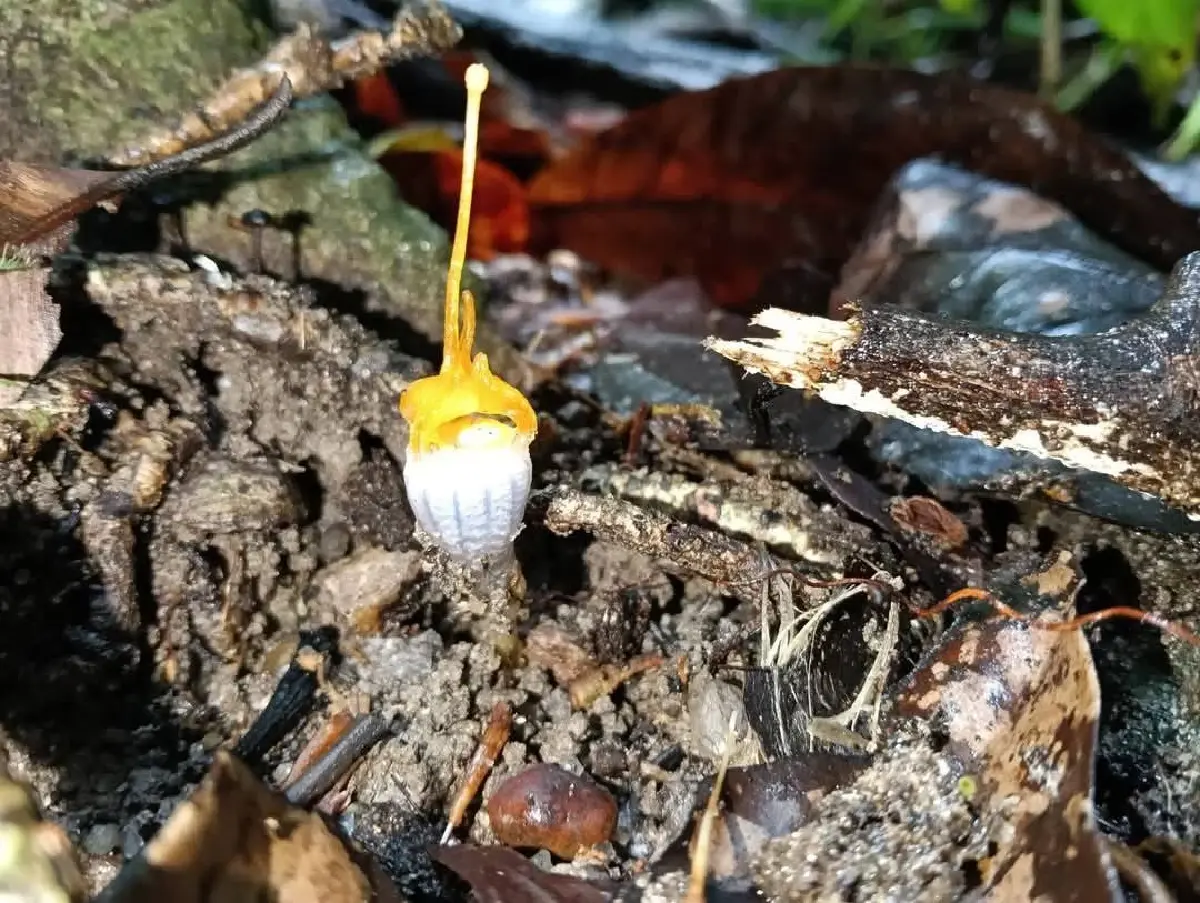 ค้นพบพิศวงตะรุเตา ดอกแรกของปี 2568 บนเกาะอาดัง พืชหายาก ต้องดู