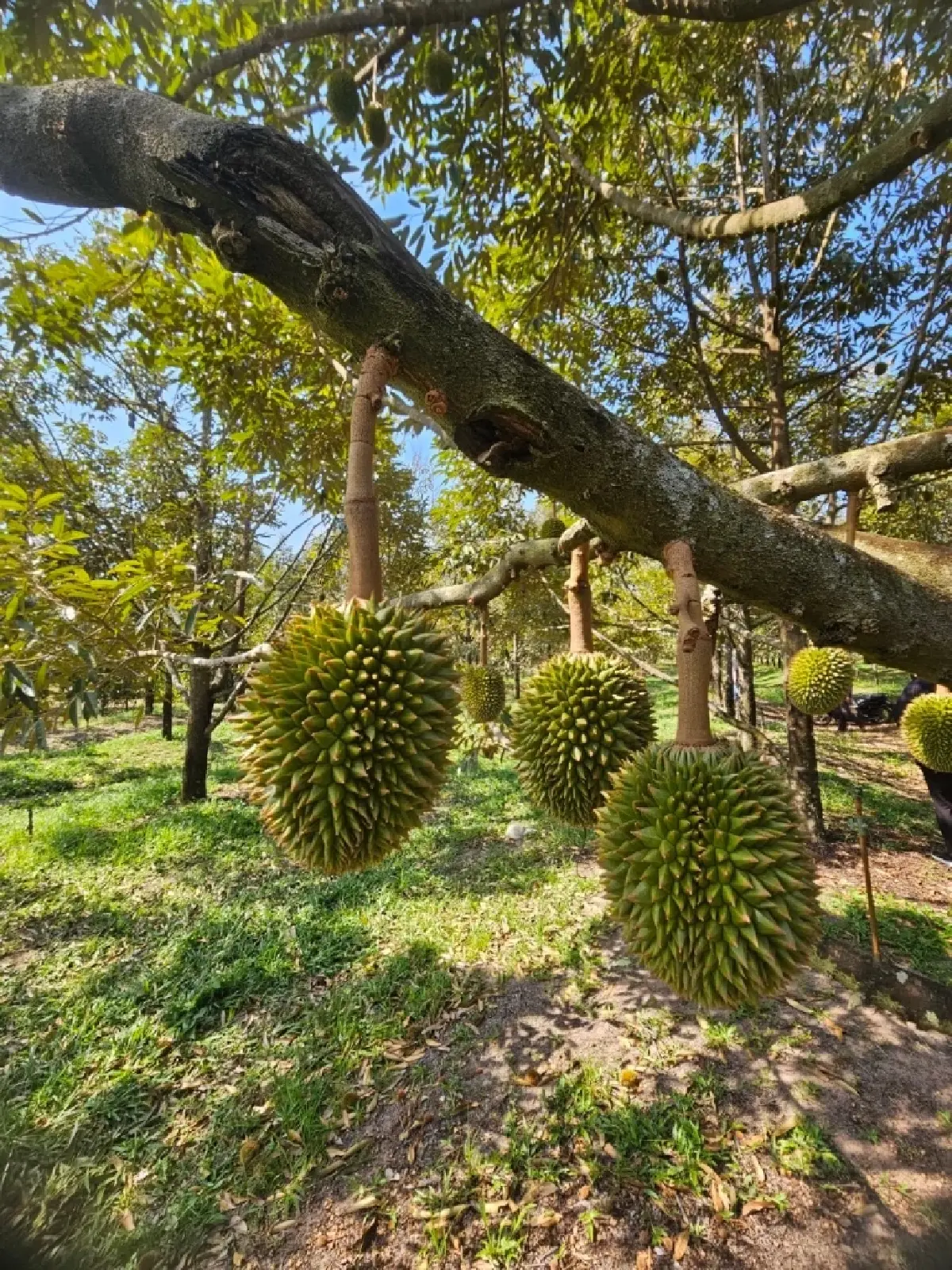 ชูผลสำเร็จทุเรียนแปลงใหญ่หนองโสนสร้างมูลค่า 23.79 ล้านบาท