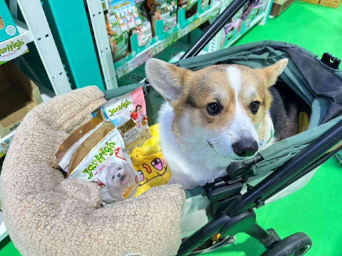 JerHigh - Jinny ส่งต่อ 'ทุกมื้อคือความรัก' ที่งาน 'Pet Expo Thailand 2025'