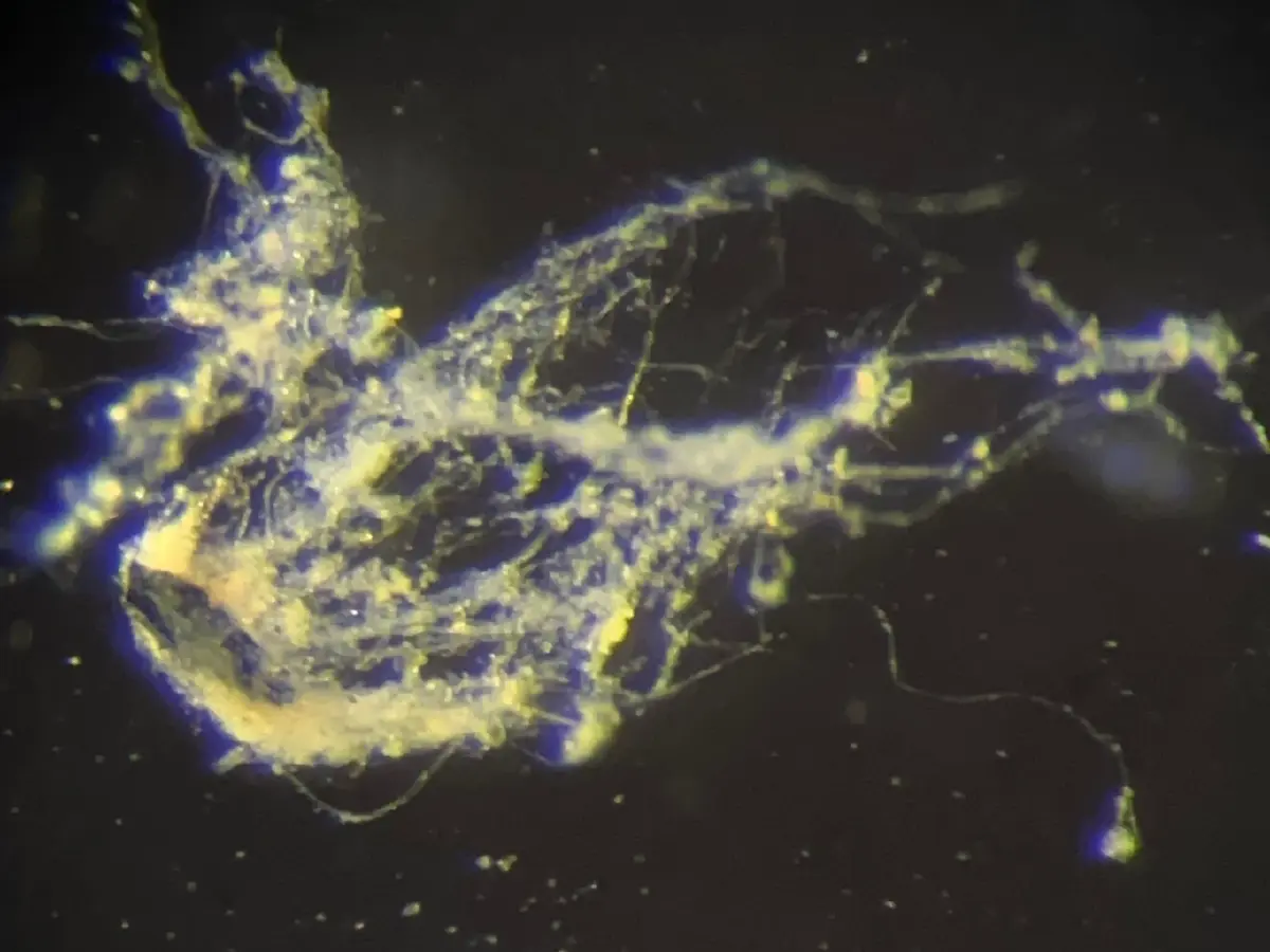 พบ ‘แบคทีเรียนำไฟฟ้า’ ชนิดใหม่ หวังใช้กำจัดมลพิษ-ไบโออิเล็กทรอนิกส์