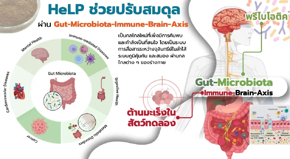 ครั้งแรกของโลก! HeLP ชีวโมเลกุลยางพารา นวัตกรรมปรับสมดุล ต้านมะเร็ง