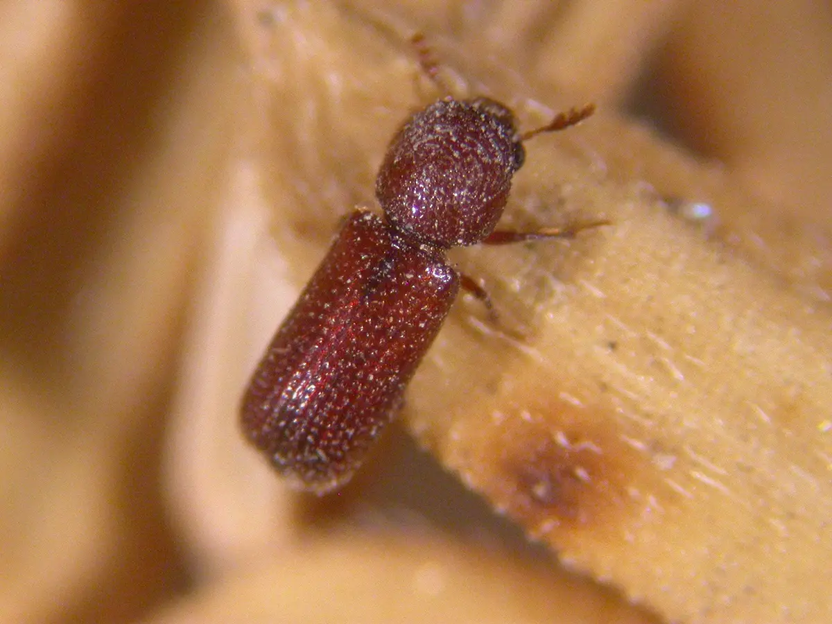 กรมวิชาการเกษตรแนะรมอีโคฟูม-เวเปอร์ฟอส ปลอดภัย ใช้เวลาน้อย