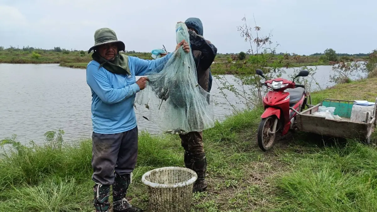 ประมงสมุทรสงคราม รุกจับปลาหมอคางดำ ปูพรมลงแขกทุกเดือน