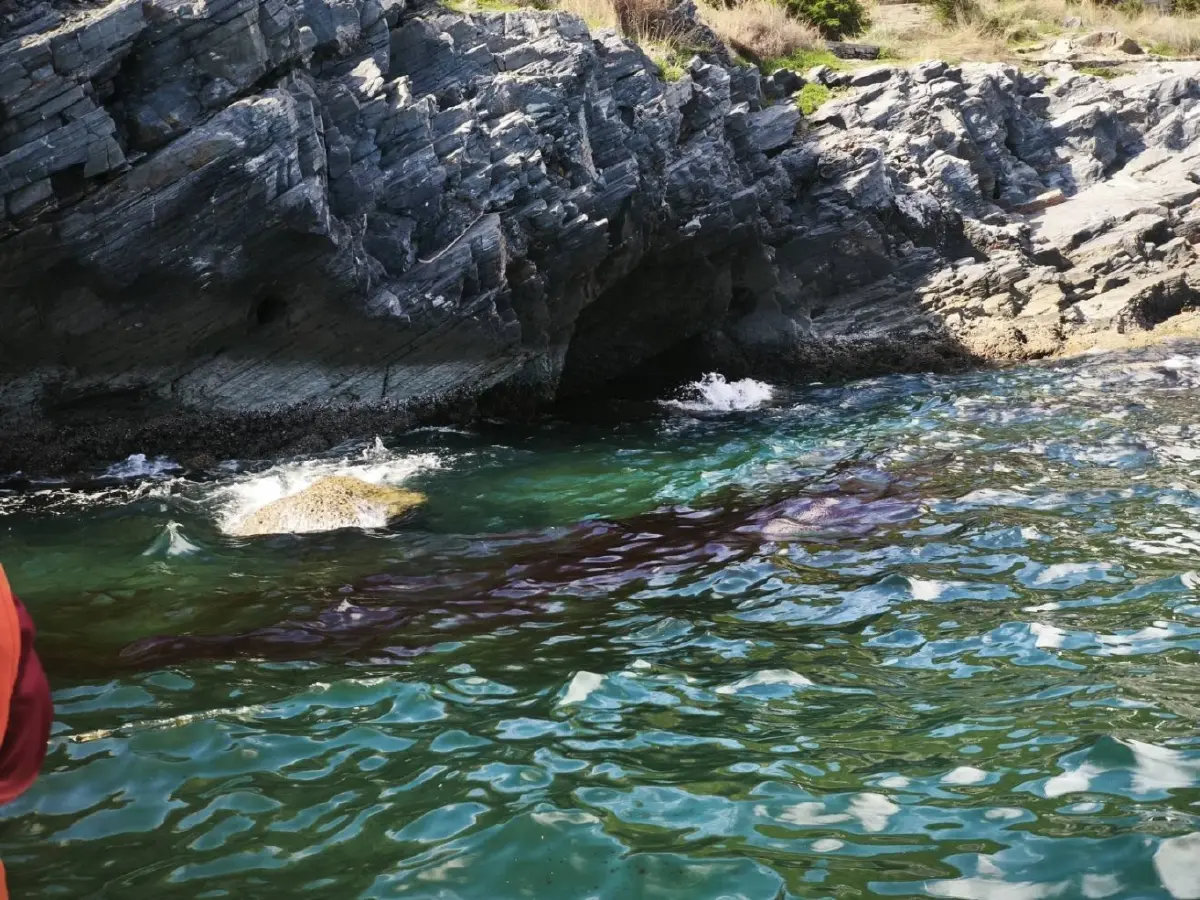 วิกฤตน้ำมันเรือรั่วเกาะสีชัง ห้ามจับสัตว์น้ำมากิน ไม่ลงเล่นน้ำ