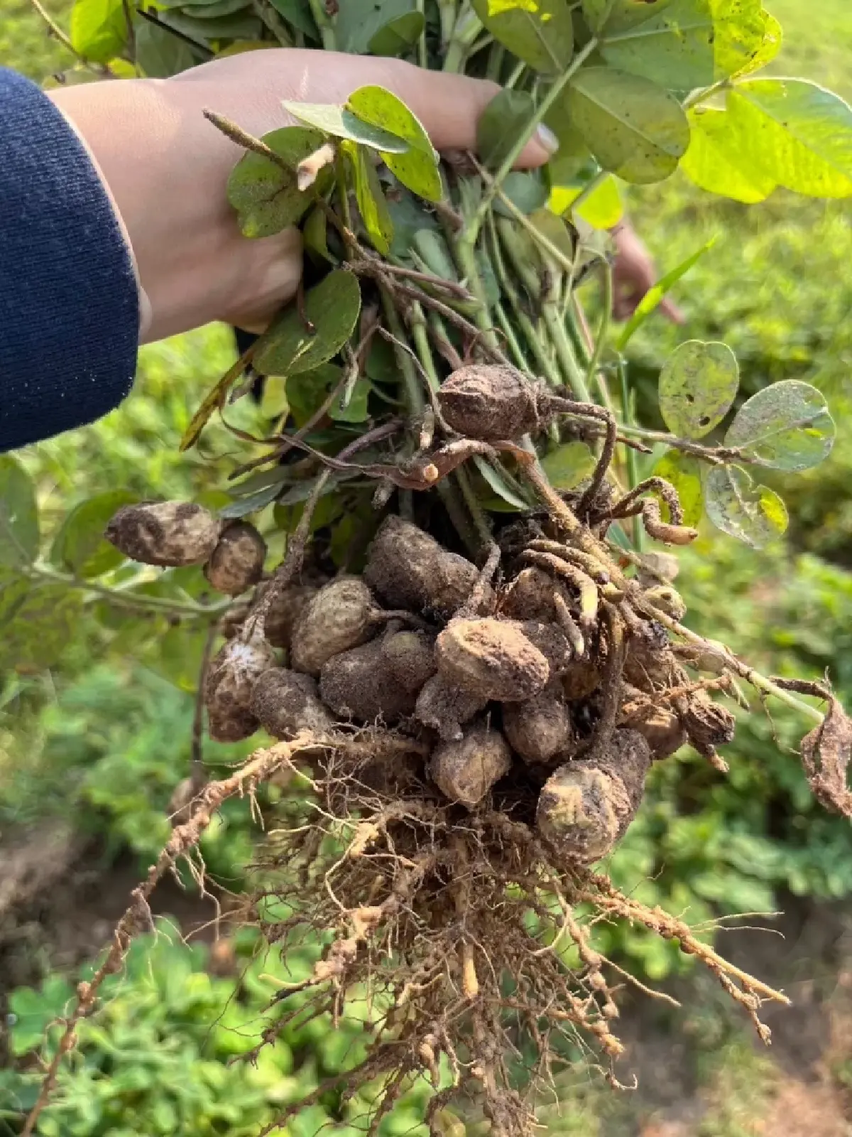 สศก.เผยผลการศึกษาหนุนเกษตรกรปลูกถั่วลิสงเพิ่มรายได้