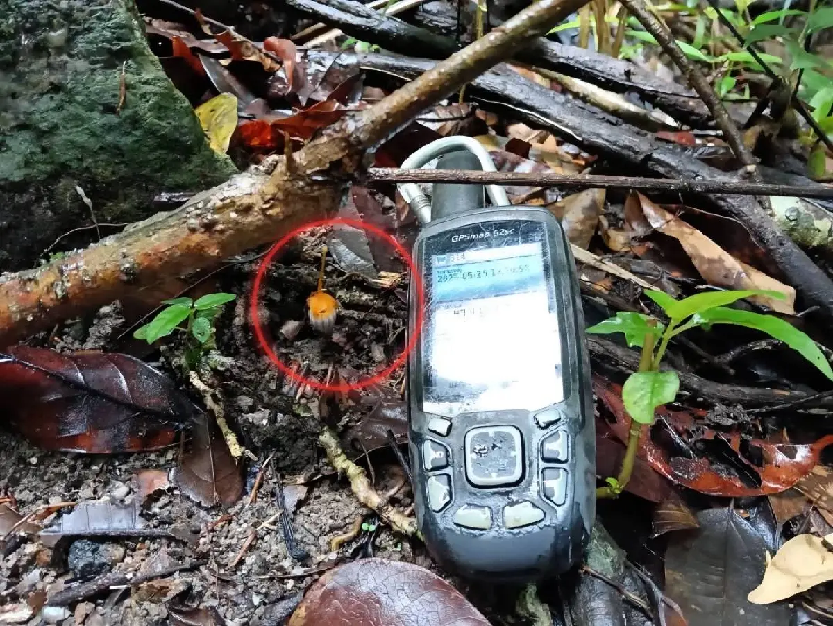 ค้นพบพิศวงตะรุเตา ดอกแรกของปี 2568 บนเกาะอาดัง พืชหายาก ต้องดู