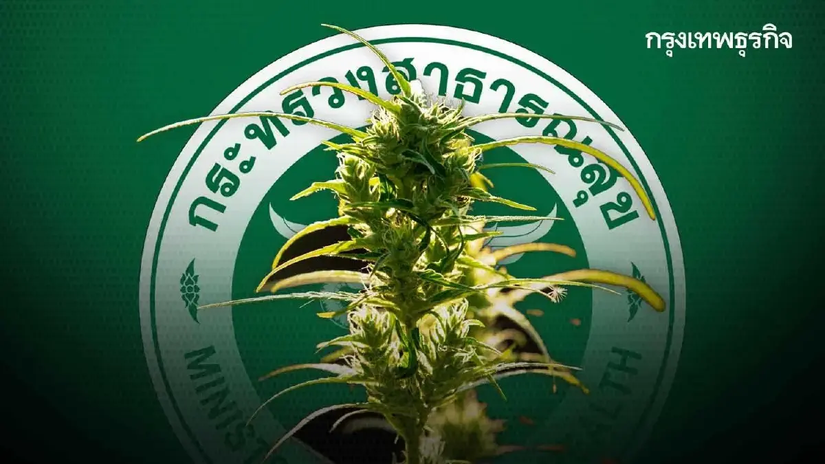 กาง(ร่าง)ประกาศ “ช่อดอกกัญชา”(ฉบับใหม่) ข้อห้ามมากกว่าเดิม