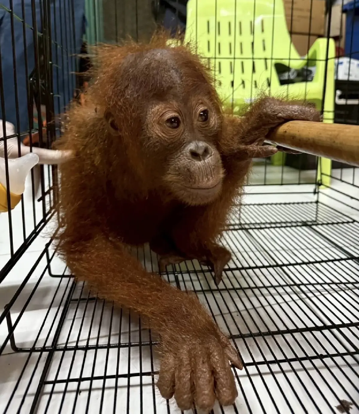 จับกลางกรุง ขบวนการค้าสัตว์ป่า ยึด ลิงอุรังอุตัง มูลค่ากว่า 2 แสน