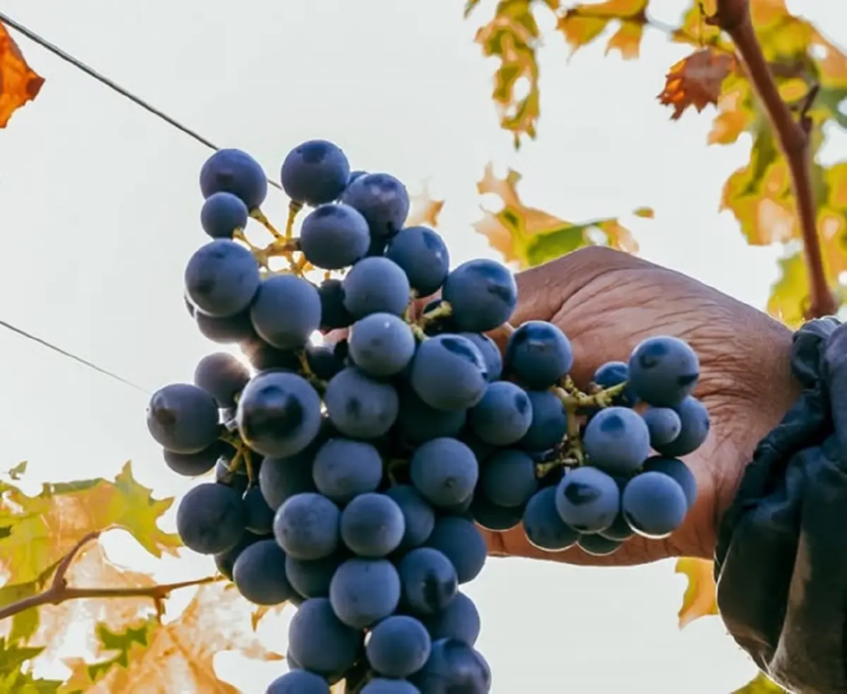 ‘ไวน์อิตาลี’ 'มอนเตปุลชิอาโน ดาบรุซโซ' ไวน์ DOC ที่ส่งออกมากที่สุด