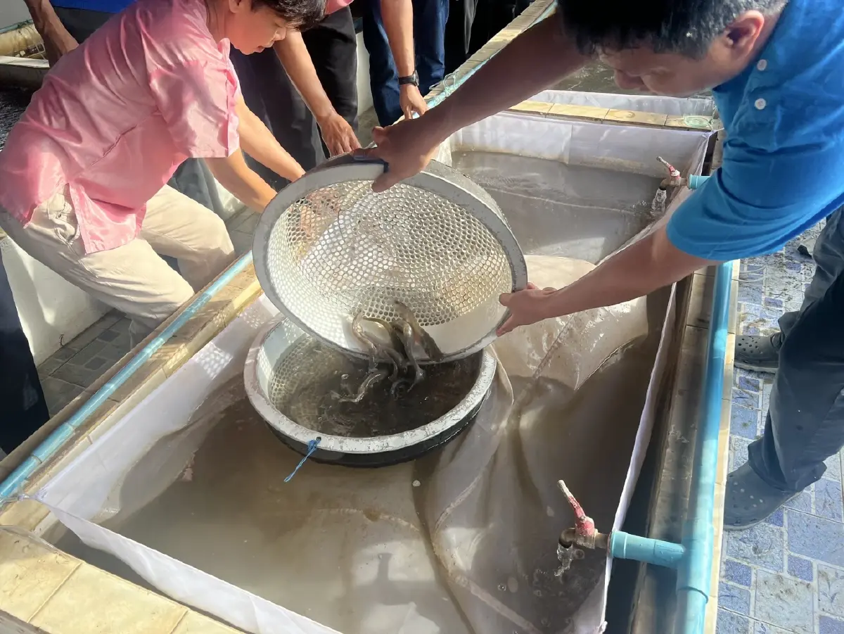 กรมประมง ปั้น ‘ปลาชะโอน’ดาวรุ่งสัตว์น้ำจืดเศรษฐกิจชนิดใหม่