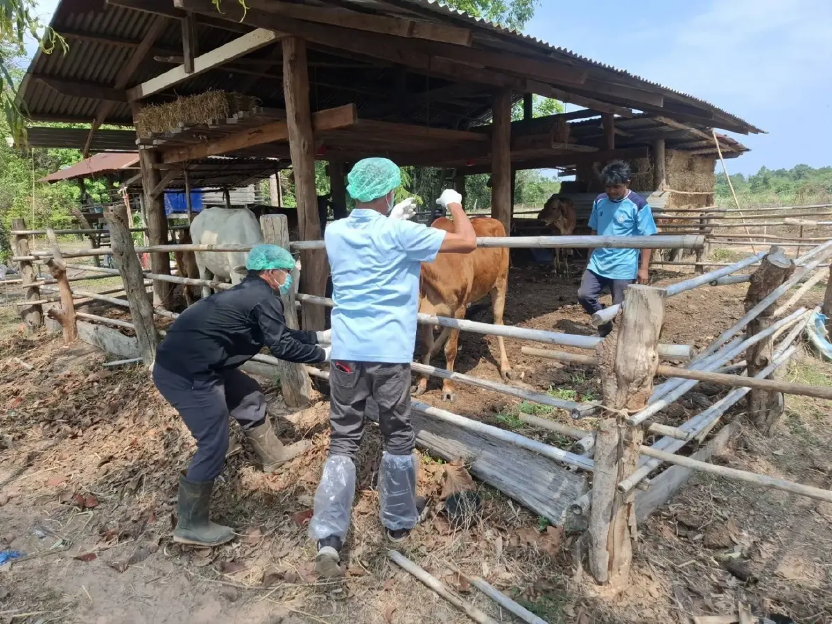 ปศุสัตว์ คุมเข้มโรคแอนแทรกซ์ ปิดพื้นที่ เร่งฉีดวัคซีนโคกระบือ