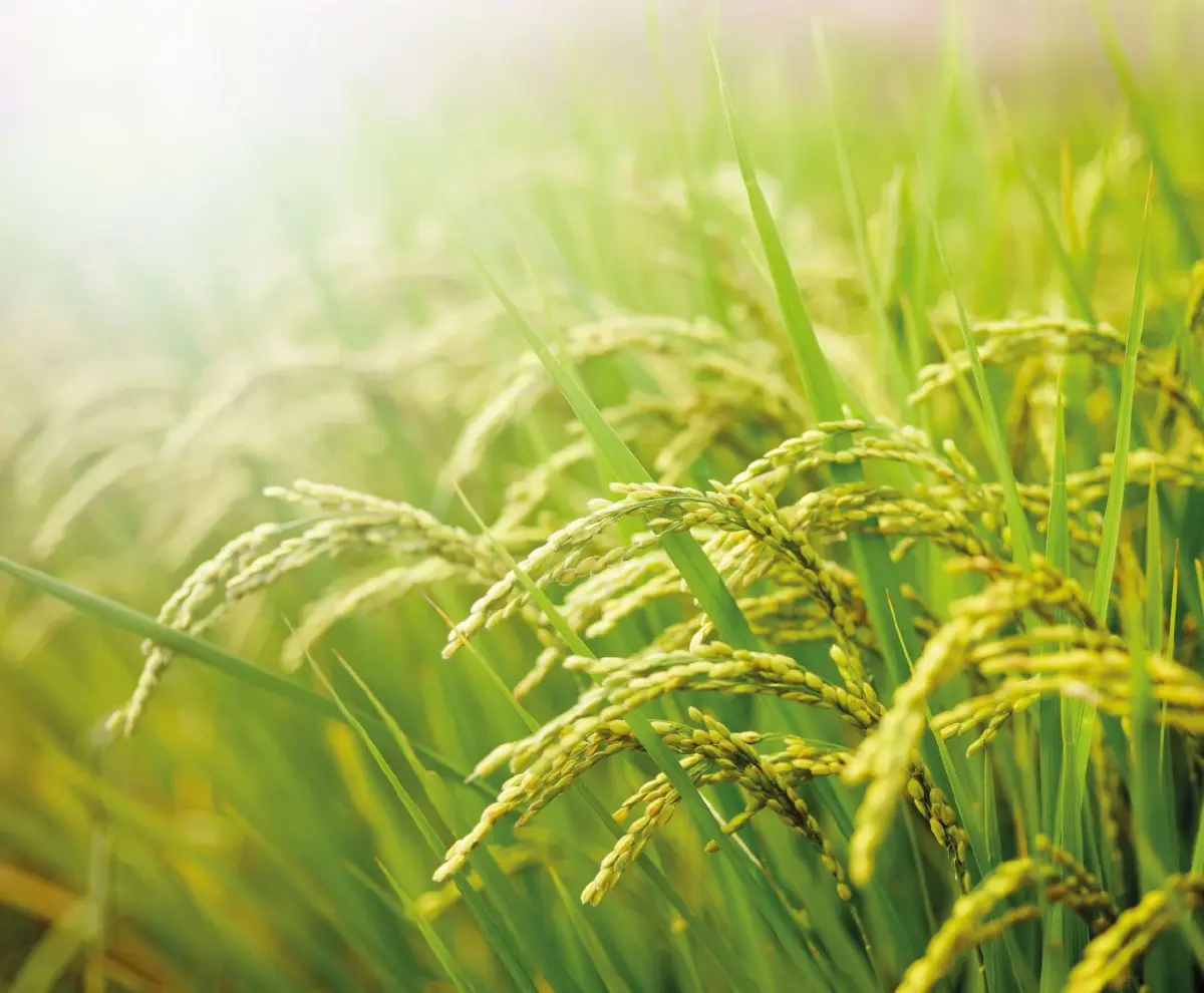 โกรมอร์ แผนปฏิบัติข้าวเกินเกวียน ซินเจนทา เสริมแกร่งชาวนาไทย