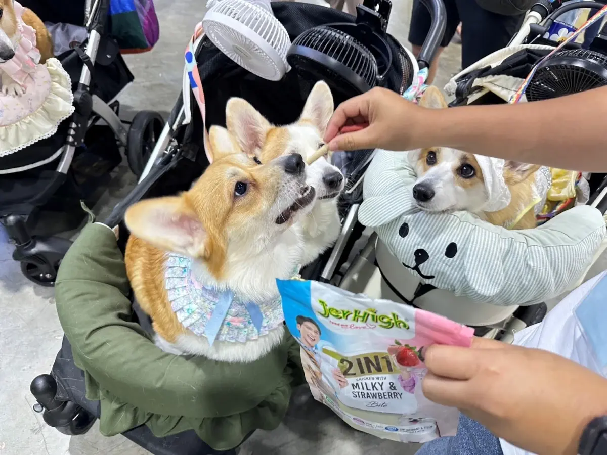 JerHigh - Jinny ส่งต่อ 'ทุกมื้อคือความรัก' ที่งาน 'Pet Expo Thailand 2025'