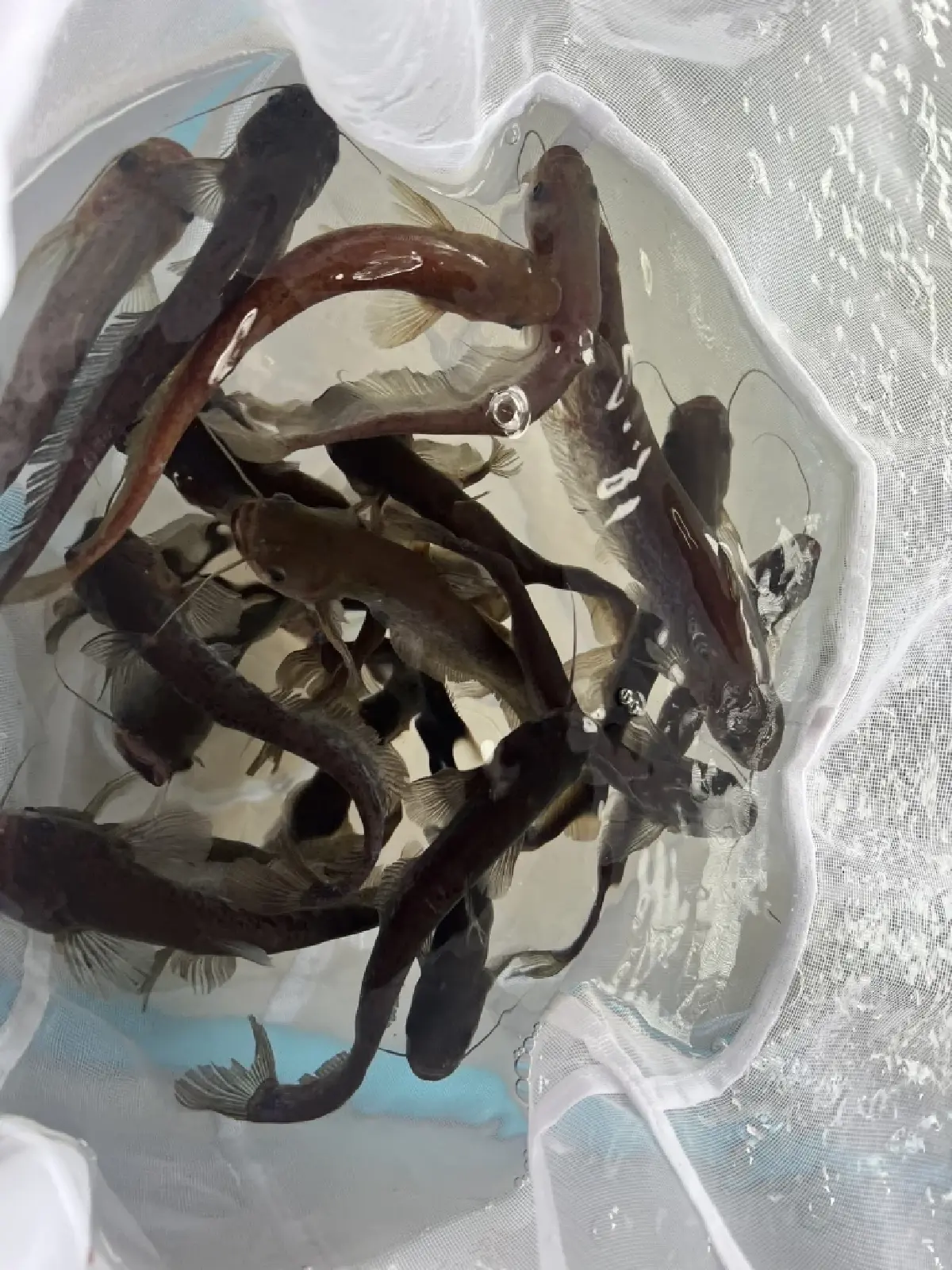 กรมประมง ปั้น ‘ปลาชะโอน’ดาวรุ่งสัตว์น้ำจืดเศรษฐกิจชนิดใหม่