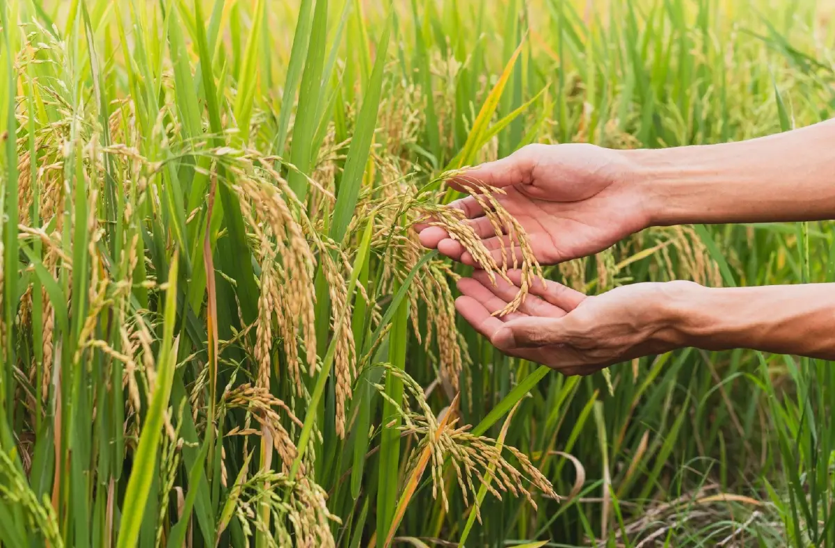 โกรมอร์ แผนปฏิบัติข้าวเกินเกวียน ซินเจนทา เสริมแกร่งชาวนาไทย