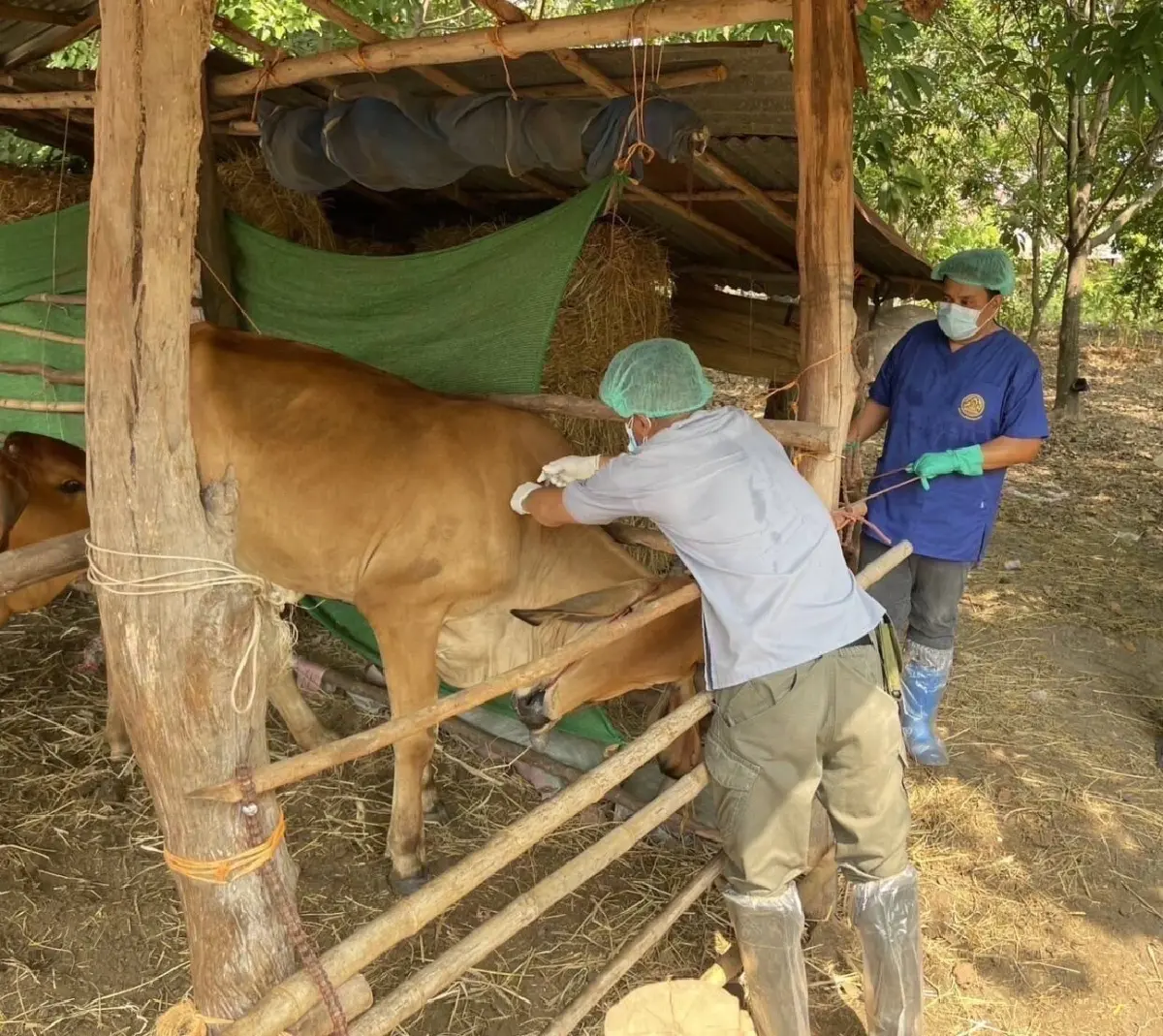 ปศุสัตว์ คุมเข้มโรคแอนแทรกซ์ ปิดพื้นที่ เร่งฉีดวัคซีนโคกระบือ