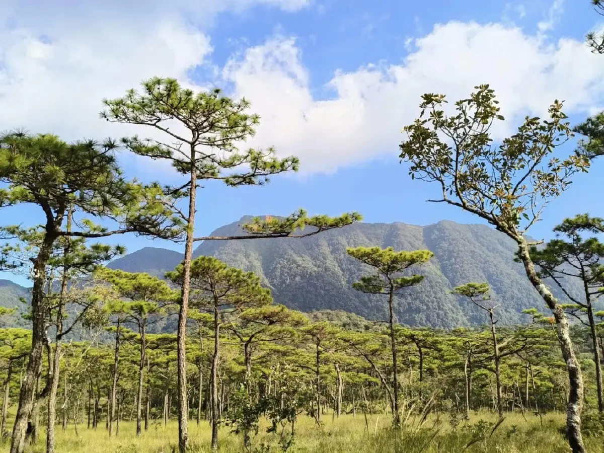 ‘ภูสอยดาว’ พร้อมเปิดให้เดินป่า ท่องเที่ยวลานสน ประจำปี 2568