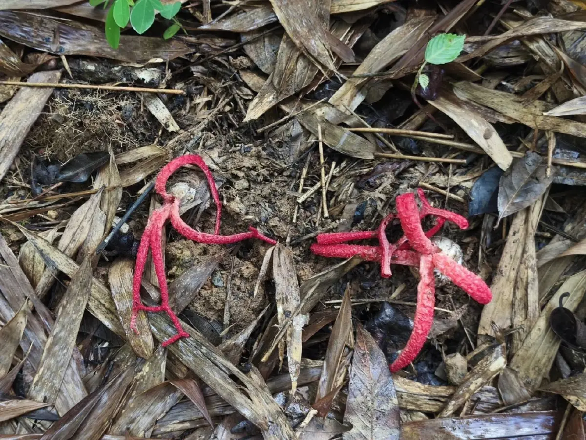 หาชมยาก เห็ดนิ้วปีศาจ เห็ดแปลกแห่งป่าแก่งกระจาน กลิ่นสุดสะพรึง